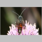 Sphecodes monilicornis - Blutbiene m001c 8mm - Sandgrube Niedringhaussee-det.jpg